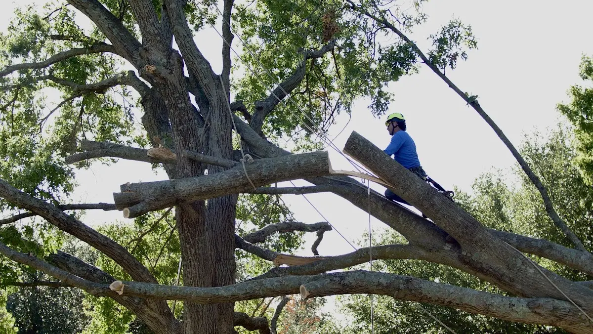 Professional Crown Thinning performed by certified arborists in Appling